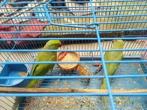 Tiya Pakhi .টিয়া পাখি