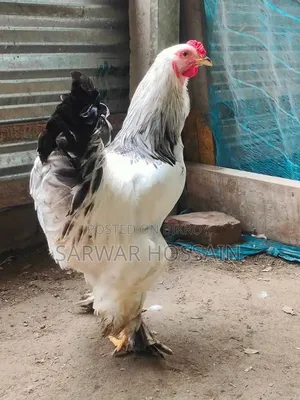 Colombia Light Male