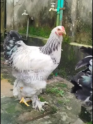 কলম্বিয়া লাইট মেল
