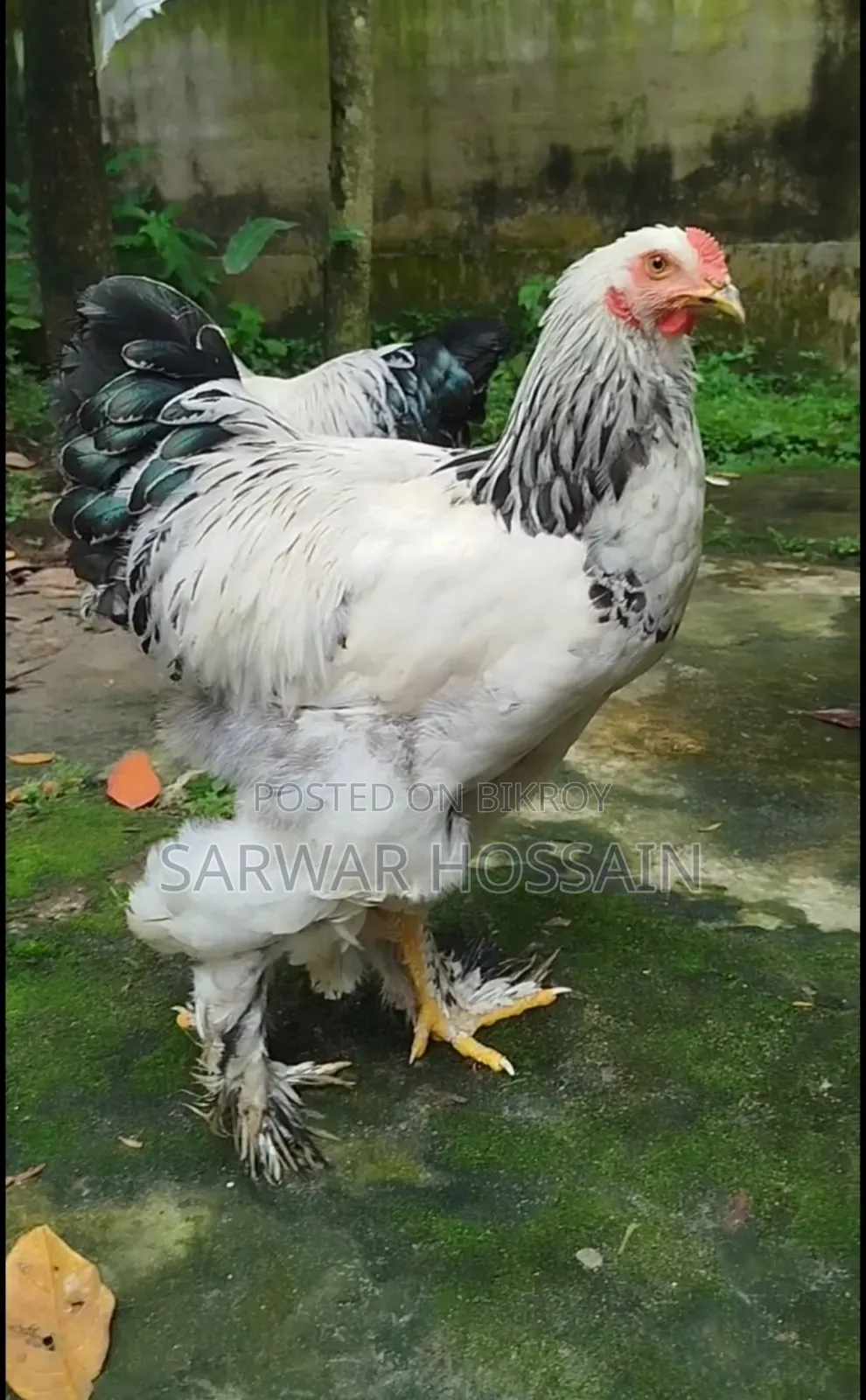 কলম্বিয়া লাইট মেল