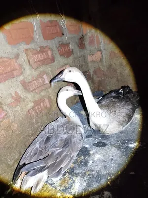 রাজ হাস ৬ মাসের