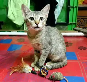 ৩-৬ মাস বয়সী মিশ্র জাতের ফিমেল বেঙ্গল বিড়াল
