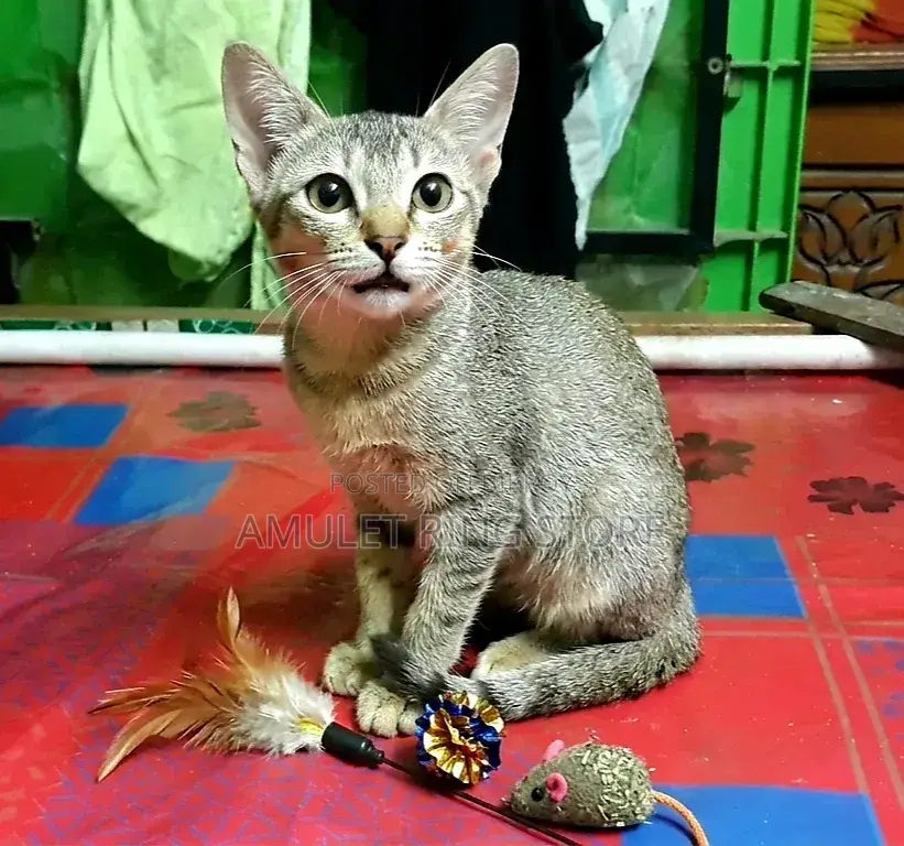 ৩-৬ মাস বয়সী মিশ্র জাতের ফিমেল বেঙ্গল বিড়াল