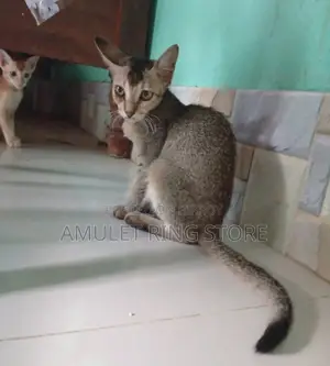 ৩-৬ মাস বয়সী মিশ্র জাতের ফিমেল বেঙ্গল বিড়াল