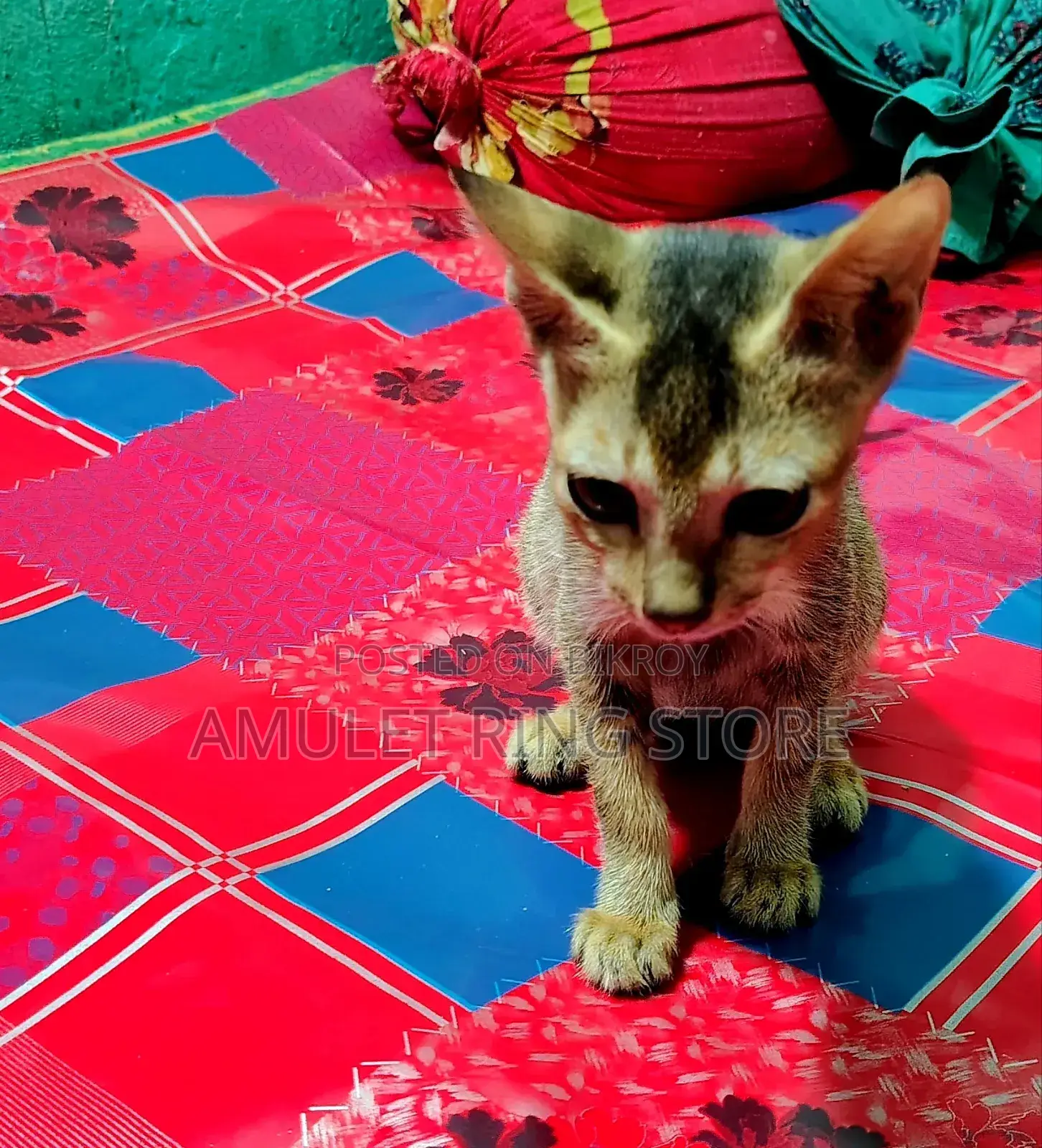৩-৬ মাস বয়সী মিশ্র জাতের ফিমেল বেঙ্গল বিড়াল