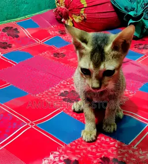 ৩-৬ মাস বয়সী মিশ্র জাতের ফিমেল বেঙ্গল বিড়াল