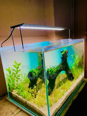 Planted Aquarium Setup