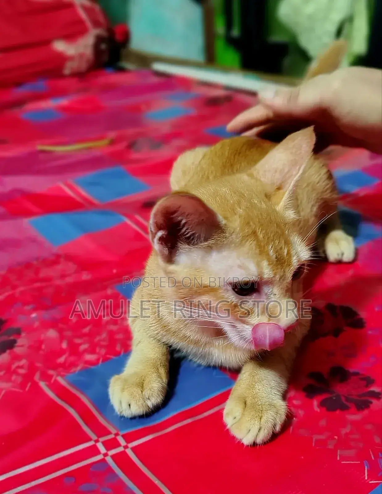 3-6 Months Male Mixed Breed Bengal