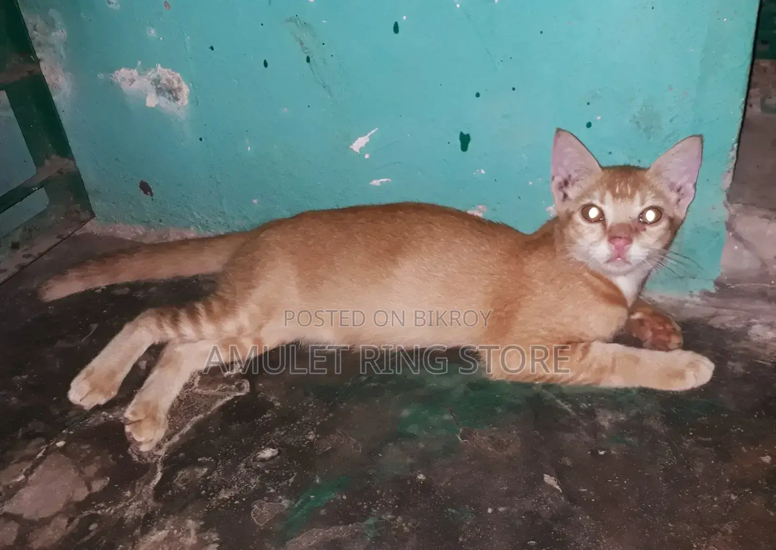 3-6 Months Male Mixed Breed Bengal