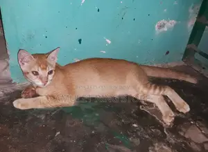 3-6 Months Male Mixed Breed Bengal