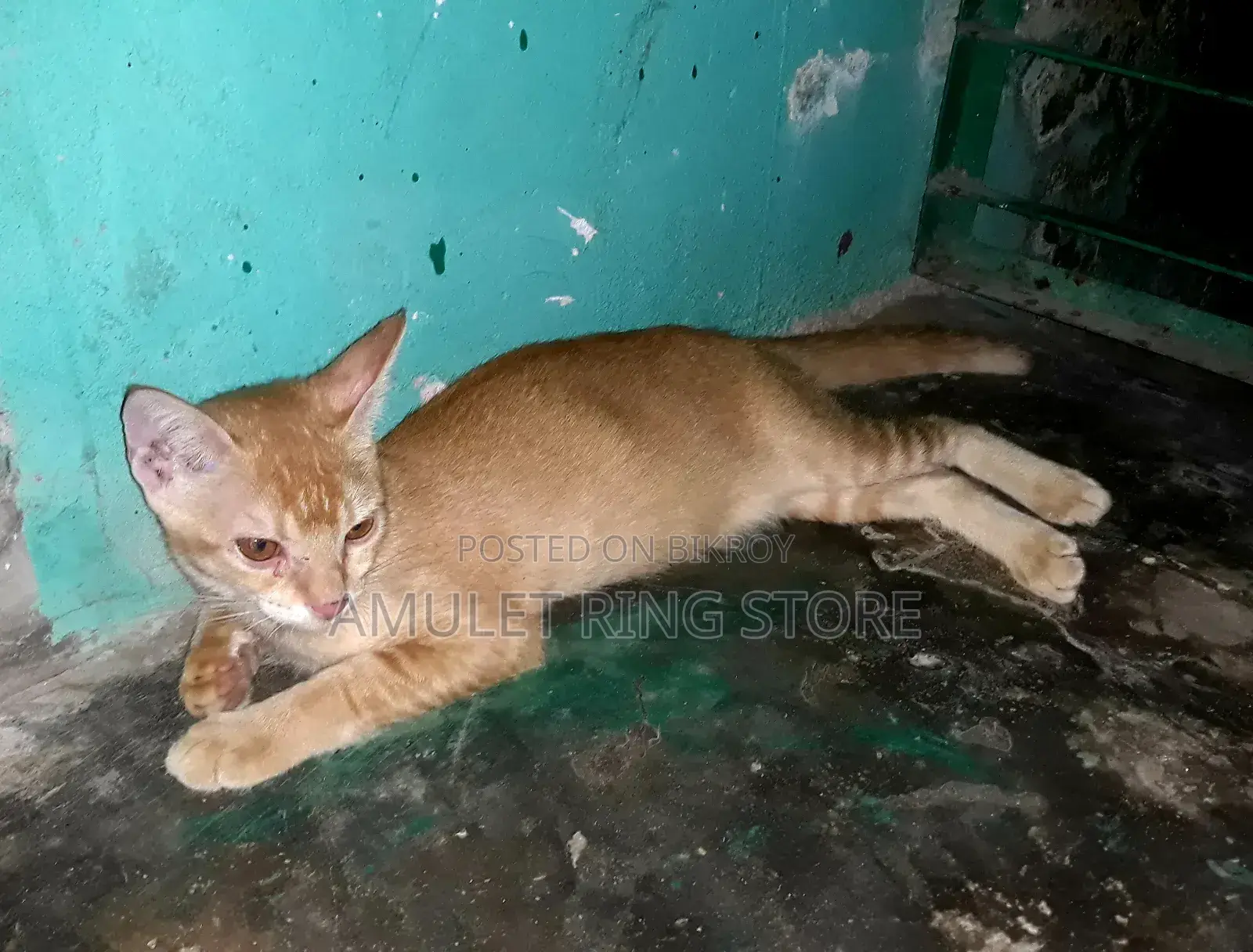 3-6 Months Male Mixed Breed Bengal