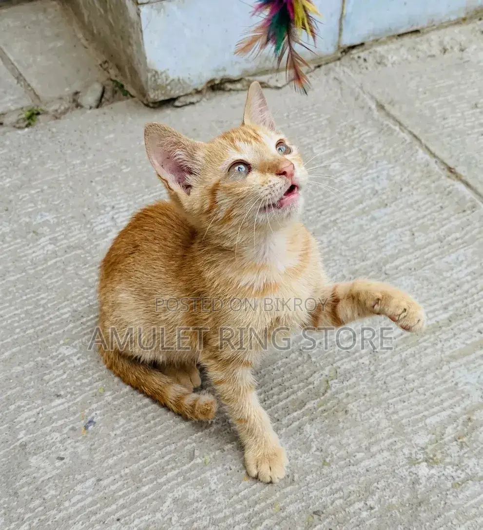 1-3 Months Female Mixed Breed Bengal
