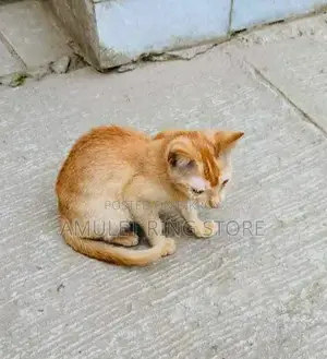 1-3 Months Female Mixed Breed Bengal