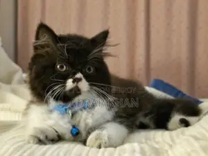 1-3 Months Male Purebred Persian