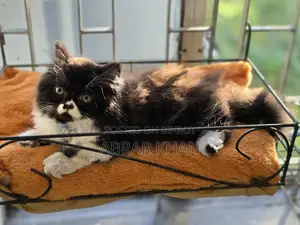 1-3 Months Male Purebred Persian
