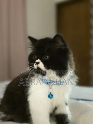 1-3 Months Male Purebred Persian