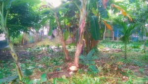 Private and completely encumbrance-free land for sale