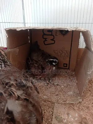 Northern Bob White Quail