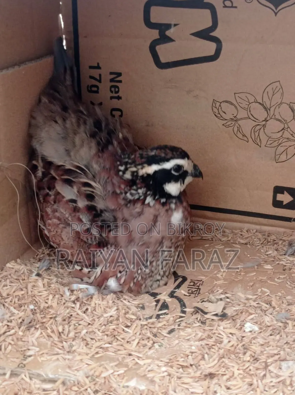 Northern Bob White Quail