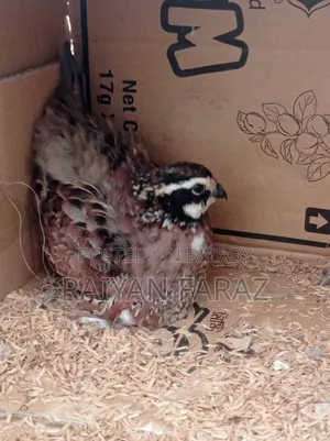 Northern Bob White Quail
