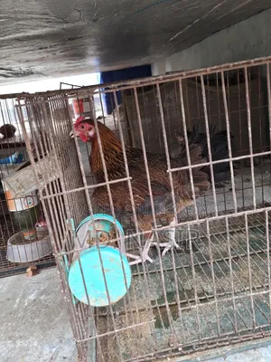 Deshi Raning Dim Para Murgi