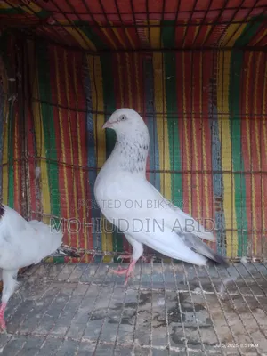 Gola Lal Male Pigeon