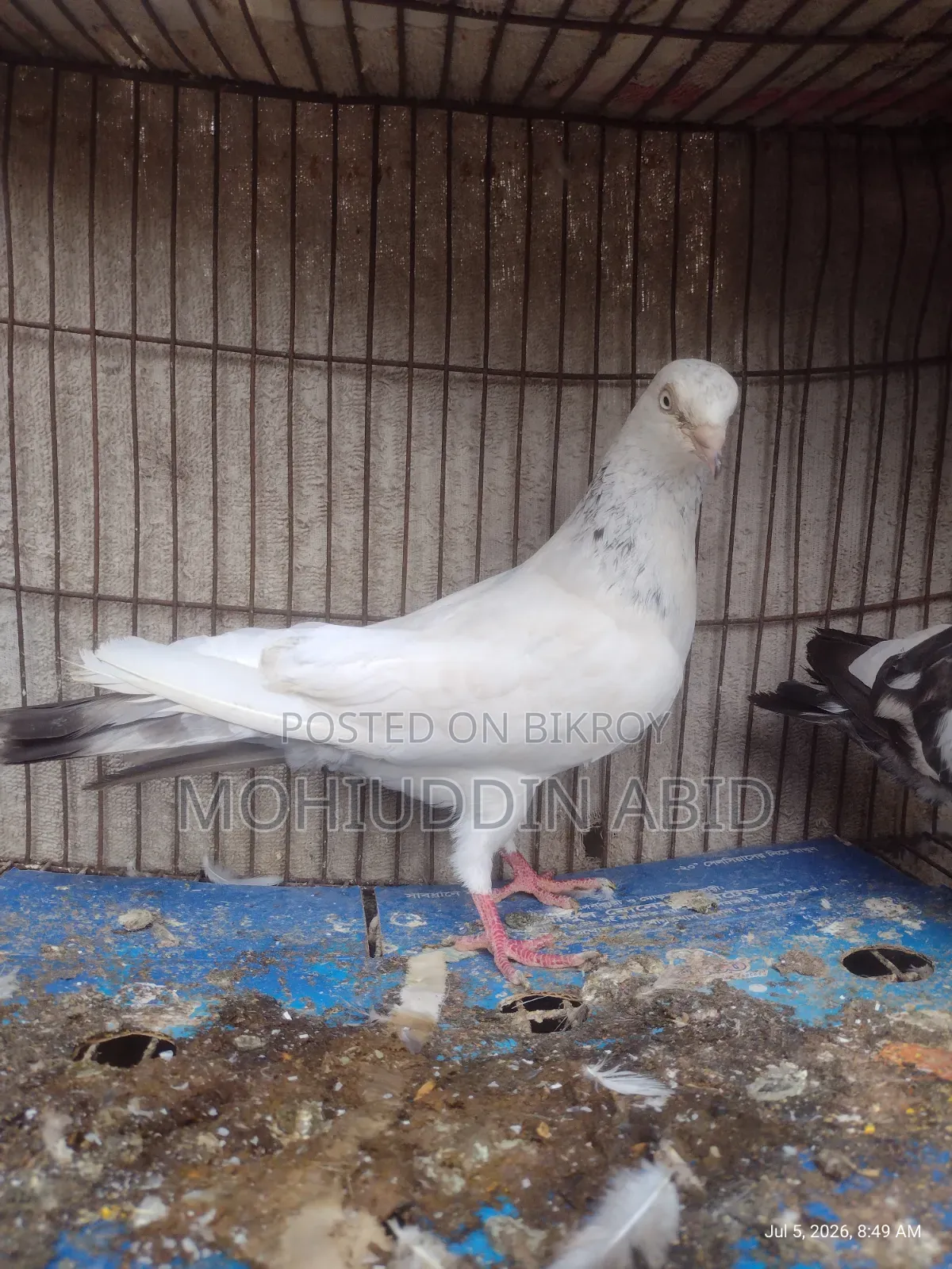 Gola Lal Male Pigeon