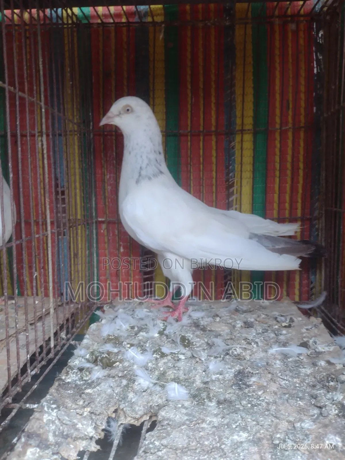 Gola Lal Male Pigeon