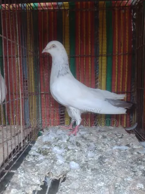 Gola Lal Male Pigeon