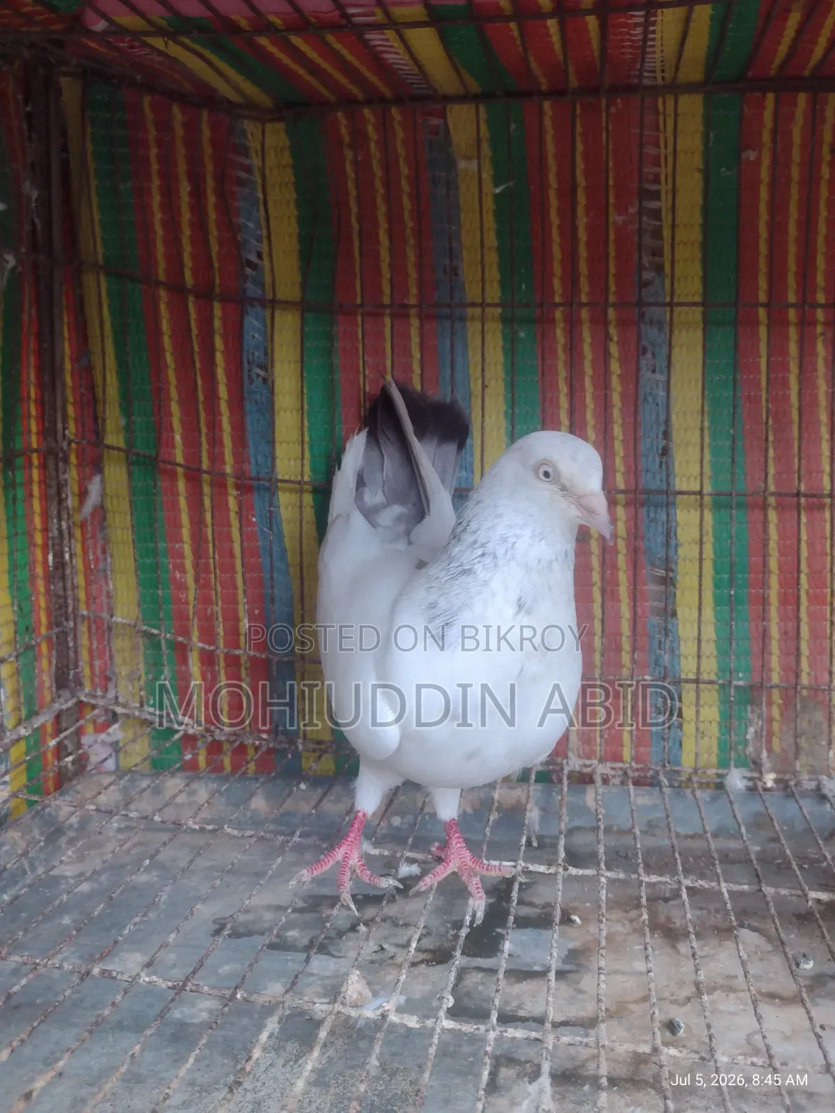 Gola Lal Male Pigeon