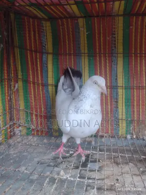 Gola Lal Male Pigeon