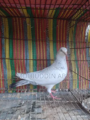 Gola Lal Male Pigeon