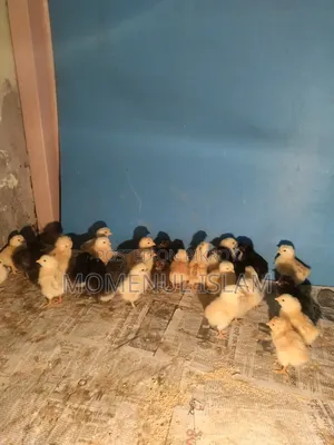 কালার বার্ড বাচ্ছা
