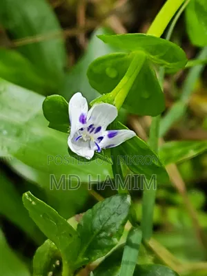 গুগল পিক্সেল ৬ ১২৮ জিবি ব্ল্যাক