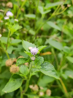 গুগল পিক্সেল ৬ ১২৮ জিবি ব্ল্যাক