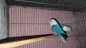 লাভবার্ডস বিক্রি করা হবে