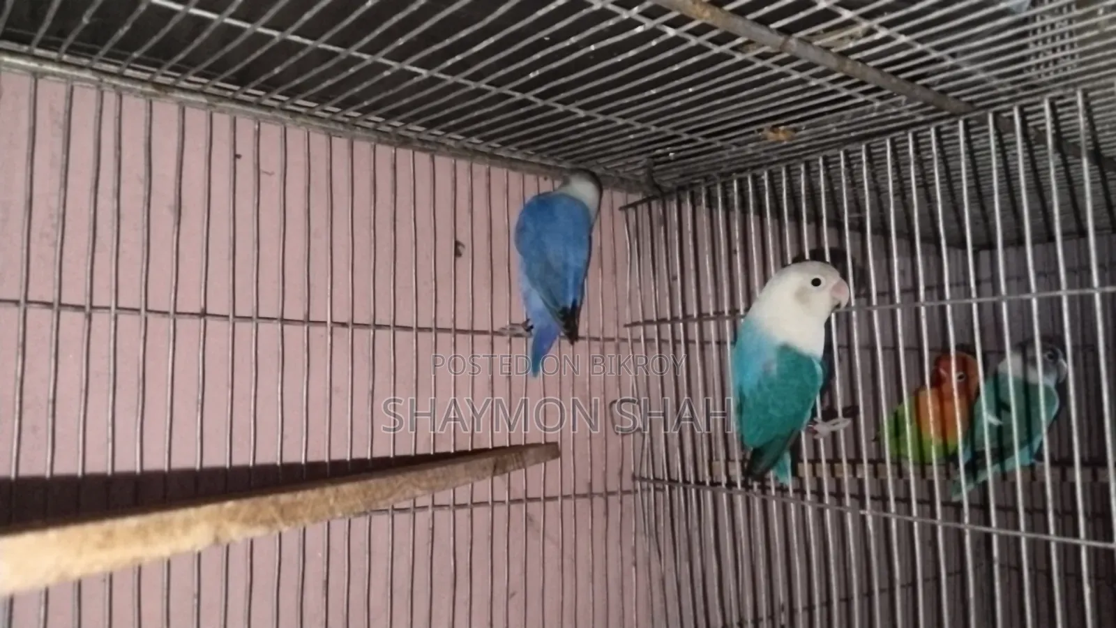 লাভবার্ডস বিক্রি করা হবে