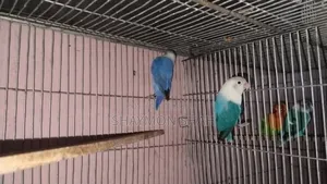 লাভবার্ডস বিক্রি করা হবে