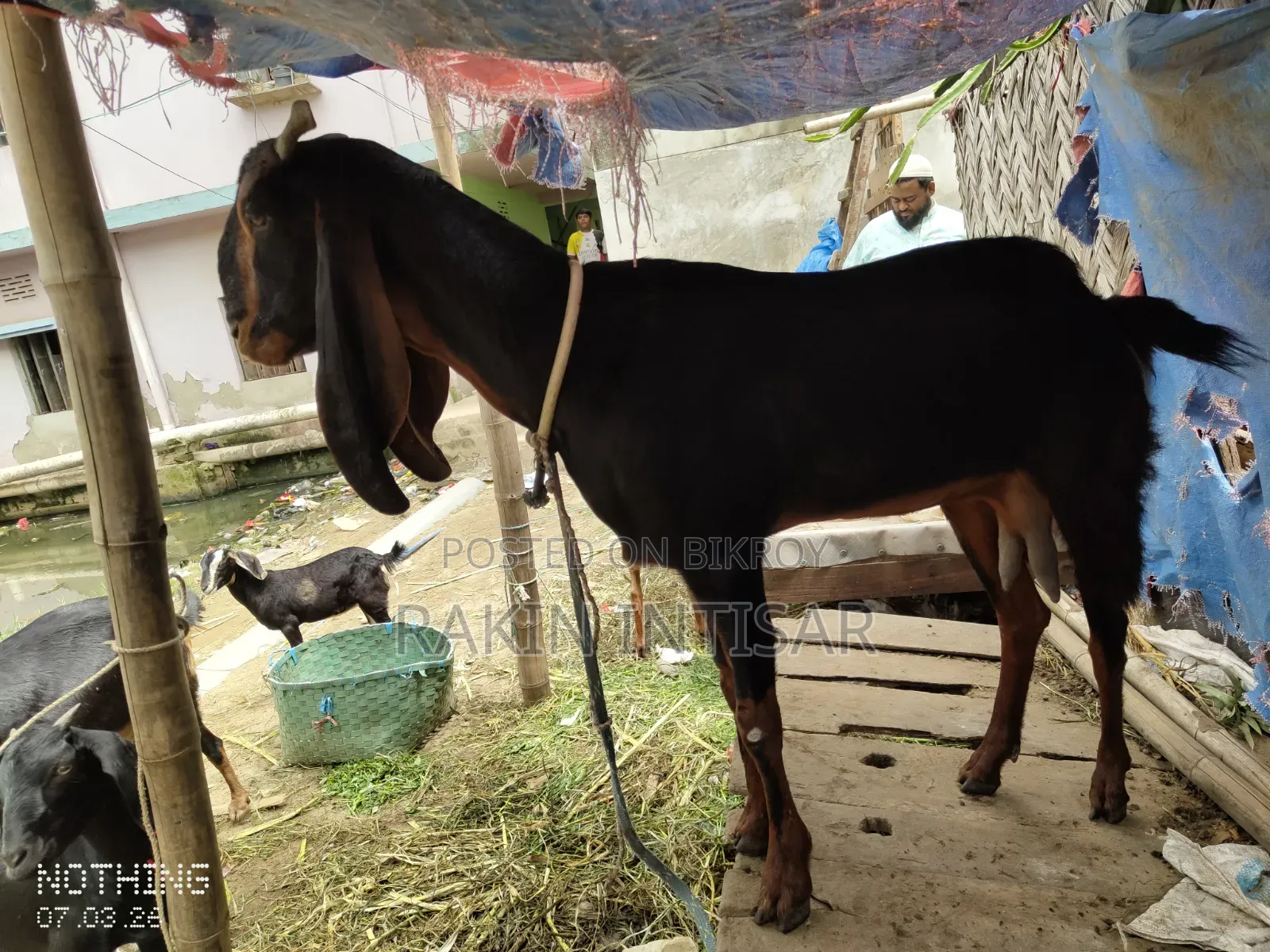 ছাগল বিক্রয়