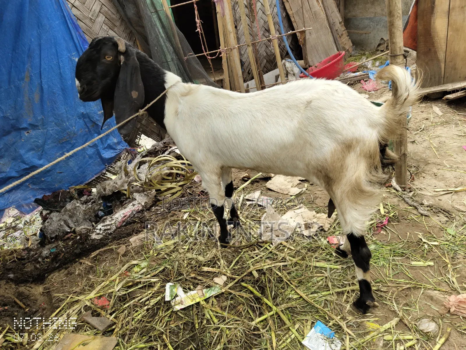 ছাগল বিক্রয়