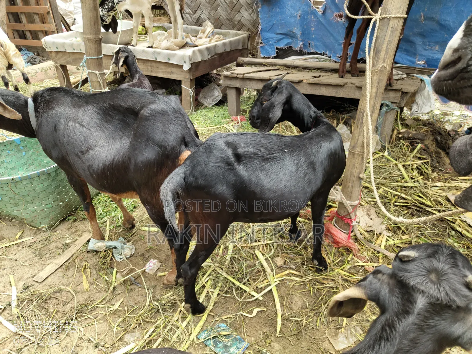 ছাগল বিক্রয়
