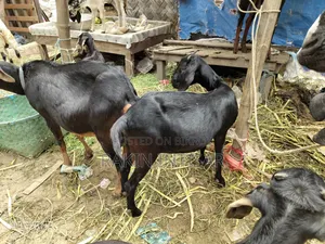 ছাগল বিক্রয়