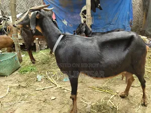 ছাগল বিক্রয়