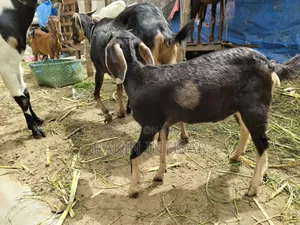 ছাগল বিক্রয়