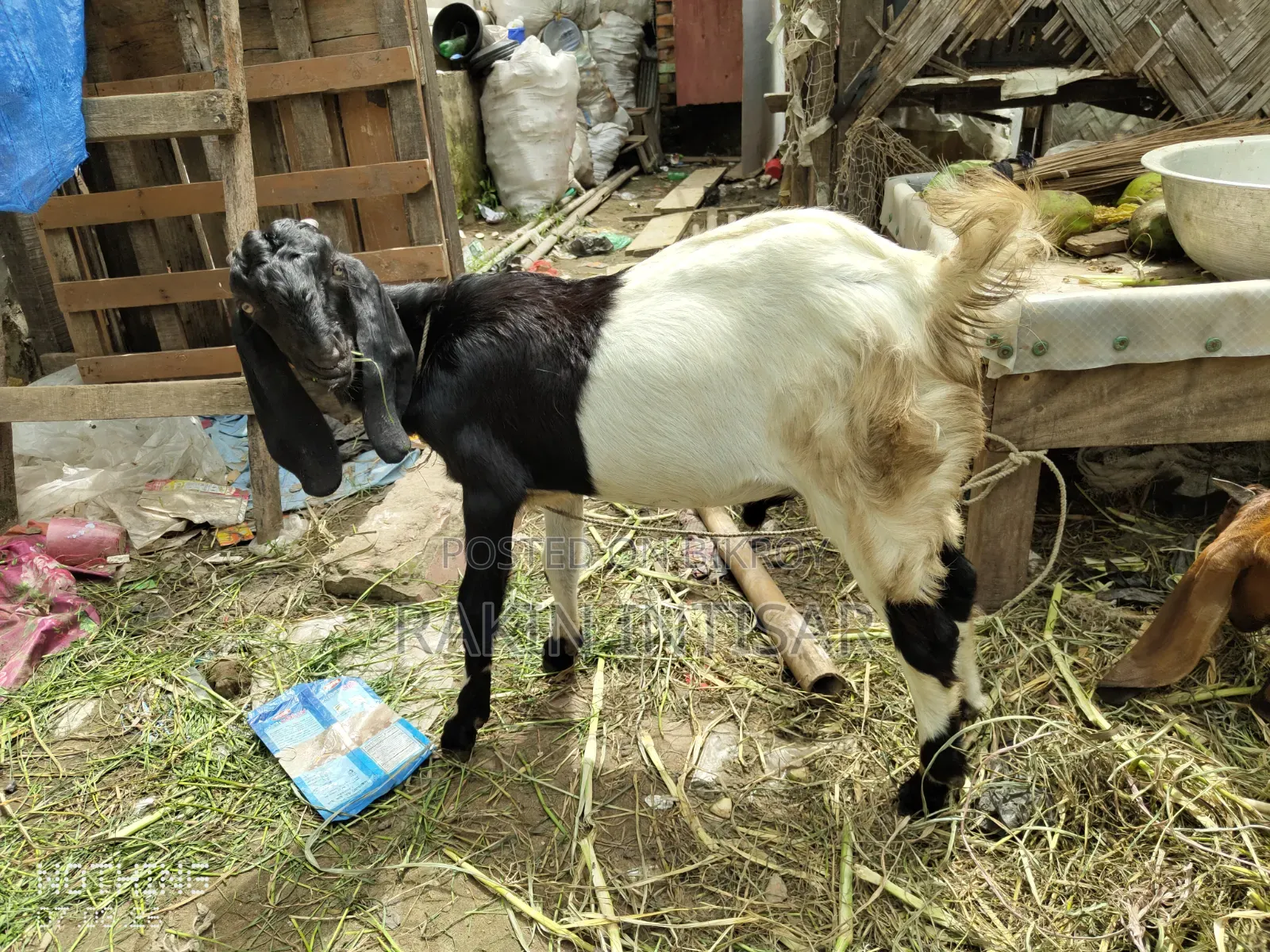 ছাগল বিক্রয়
