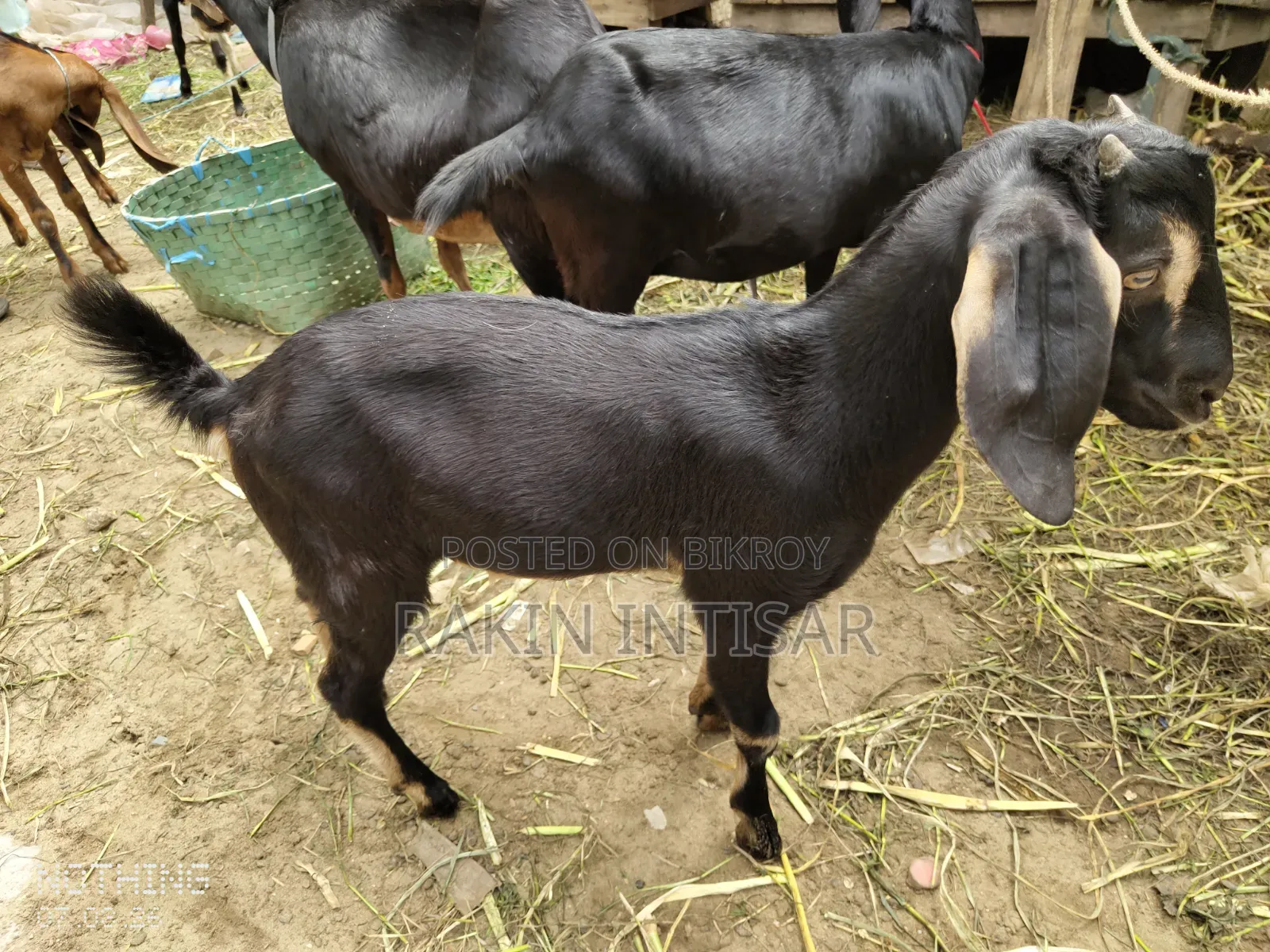 ছাগল বিক্রয়