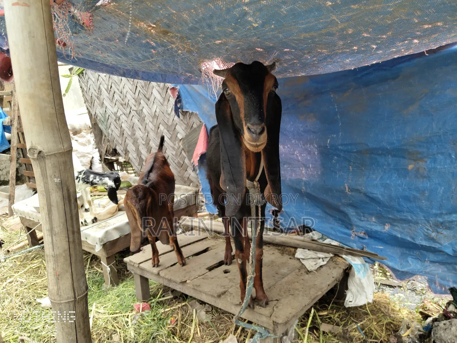 ছাগল বিক্রয়