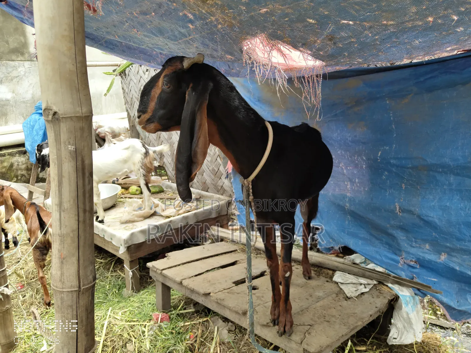 ছাগল বিক্রয়