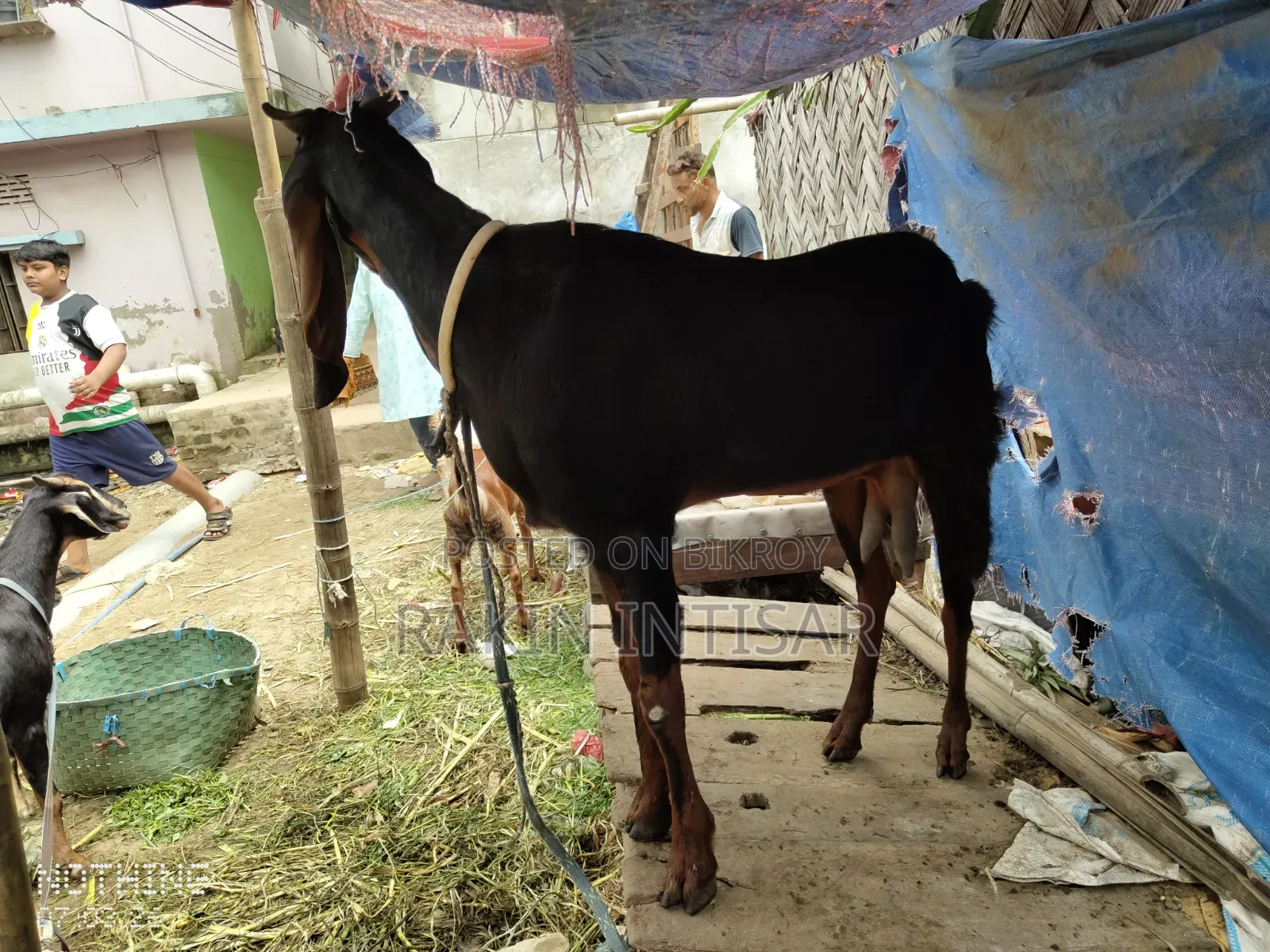 ছাগল বিক্রয়