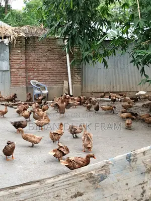 খাকি ক্যামবেল হাঁস রানিং ডিম ৬ মাস বয়সী বিক্রি হবে